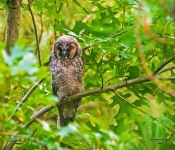 Long EaredOwl601